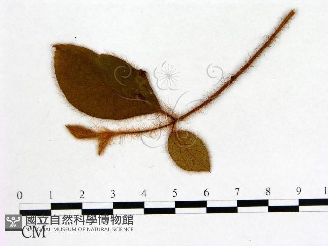 登錄號:F0020656藏品圖，第3張