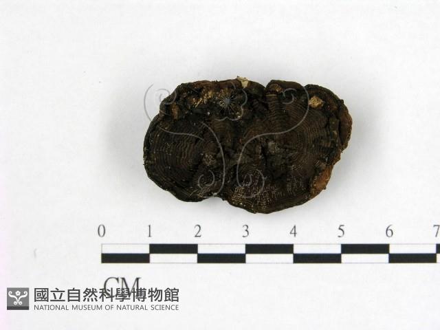 登錄號:F0000656藏品圖，第3張