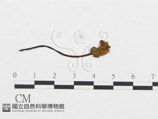 杯傘屬藏品圖，第3張