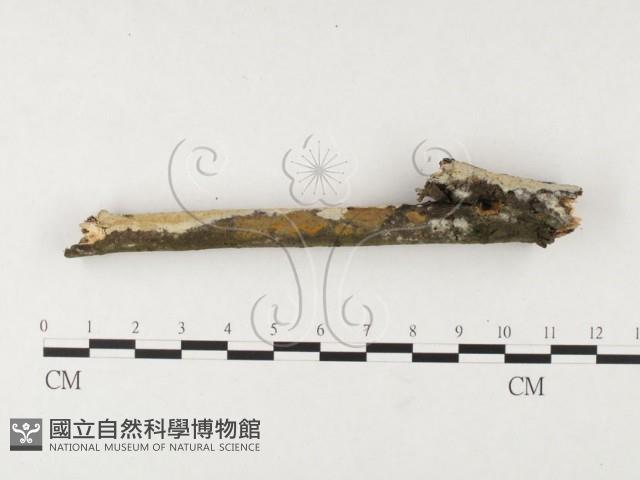 登錄號:F0026656藏品圖，第3張