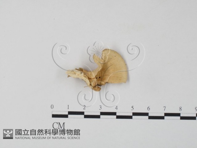 登錄號:F0006656藏品圖，第3張