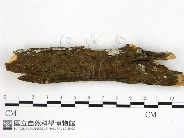 冇骨消絲齒菌藏品圖，第3張