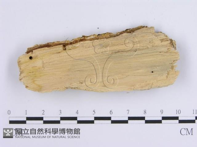 登錄號:F0001656藏品圖，第3張