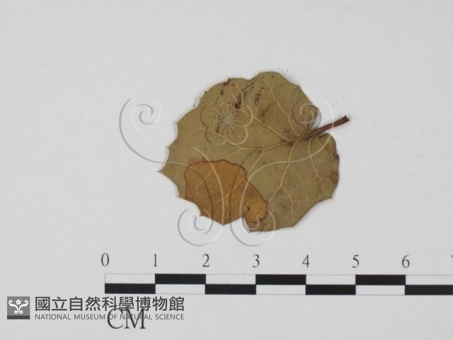登錄號:F0011656藏品圖，第3張