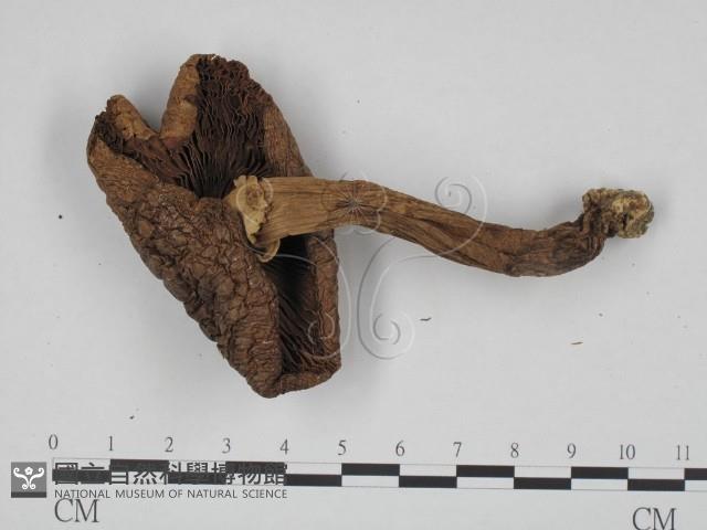 登錄號:F0024656藏品圖，第3張