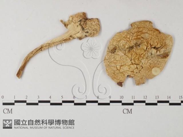 登錄號:F0004656藏品圖，第3張