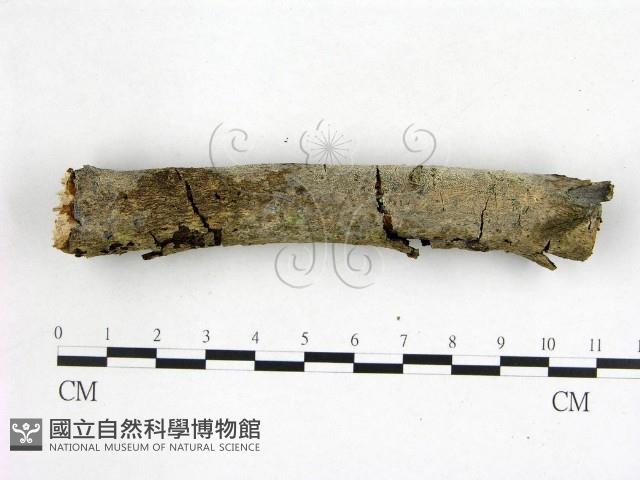 刺皮菌屬藏品圖，第3張