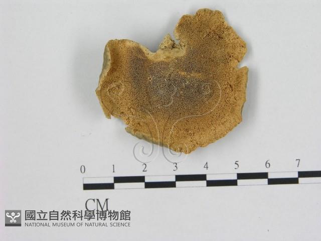小孔菌屬藏品圖，第3張