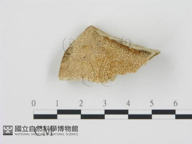 松生擬層孔菌藏品圖，第1張