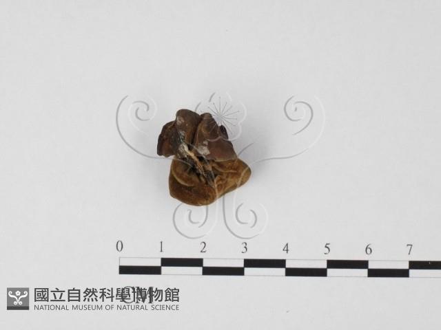 毛木耳藏品圖，第3張