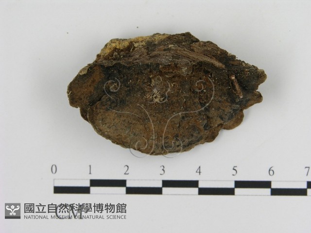 纖孔菌屬藏品圖，第3張
