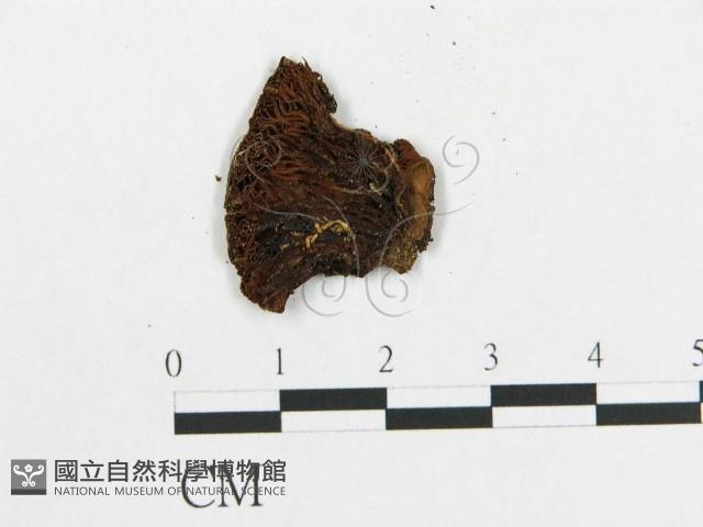 登錄號:F0015656藏品圖，第3張