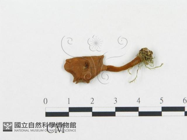 登錄號:F0009656藏品圖，第3張