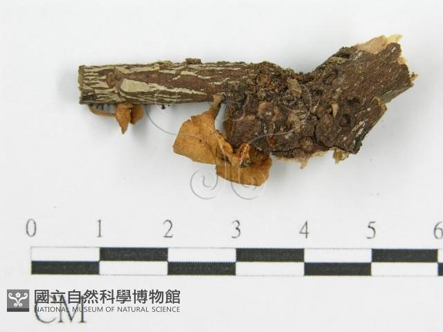 登錄號:F0003656藏品圖，第3張