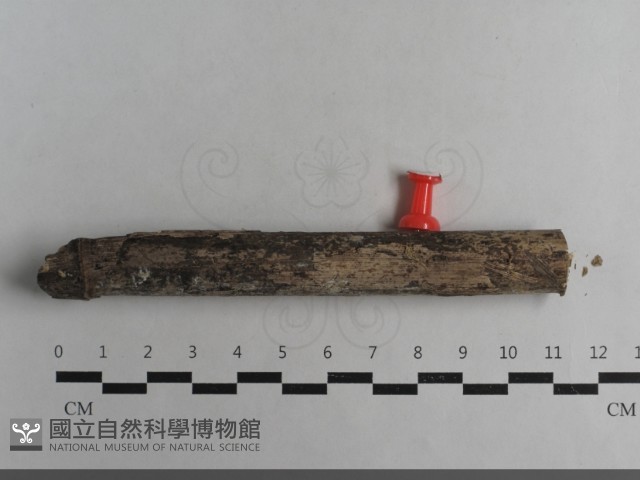 登錄號:F0033656藏品圖，第3張