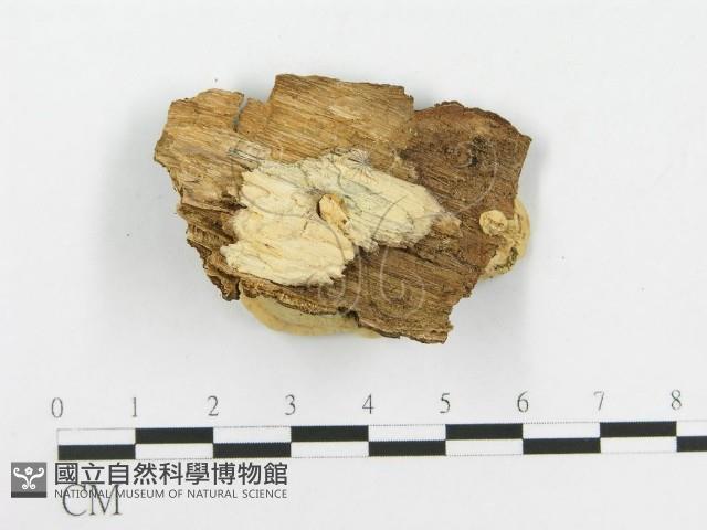 登錄號:F0020456藏品圖，第3張