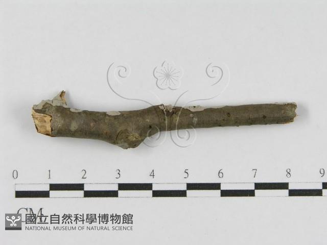 登錄號:F0010456藏品圖，第3張