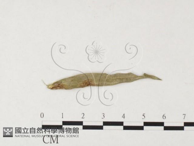 登錄號:F0026456藏品圖，第1張