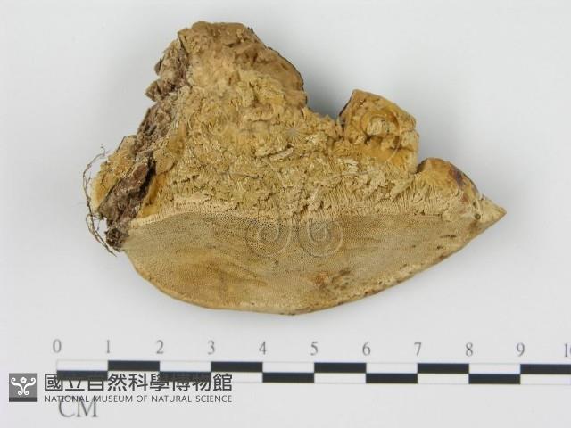 松生擬層孔菌藏品圖，第1張