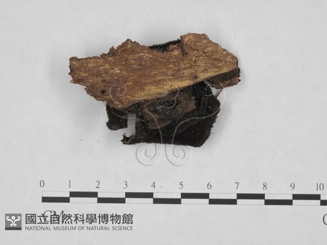 登錄號:F0001456藏品圖，第3張