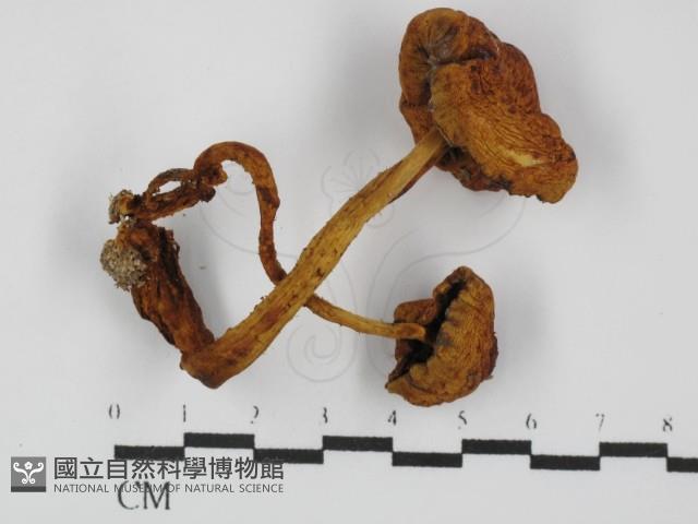 登錄號:F0031456藏品圖，第3張