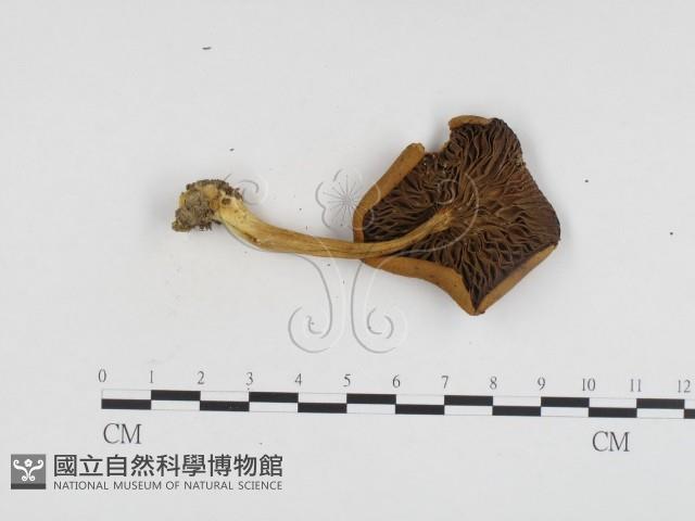 登錄號:F0024456藏品圖，第3張
