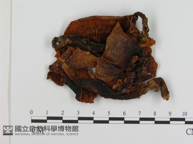 登錄號:F0004456藏品圖，第3張