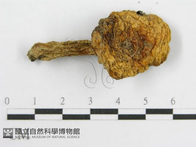 登錄號:F0014456藏品圖，第3張