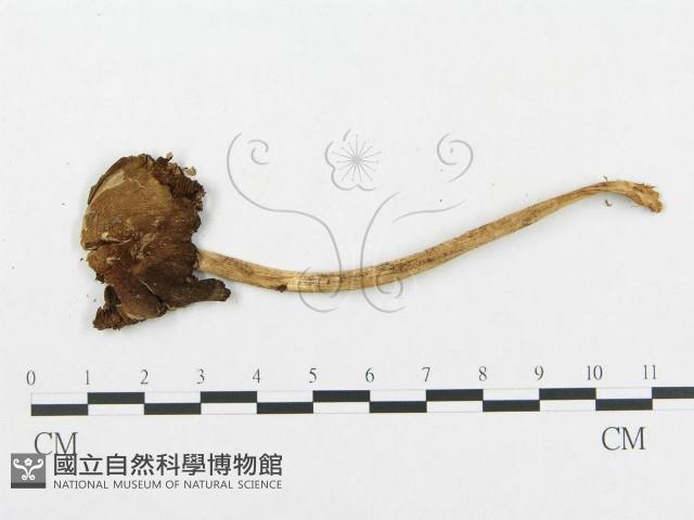 登錄號:F0012456藏品圖，第3張