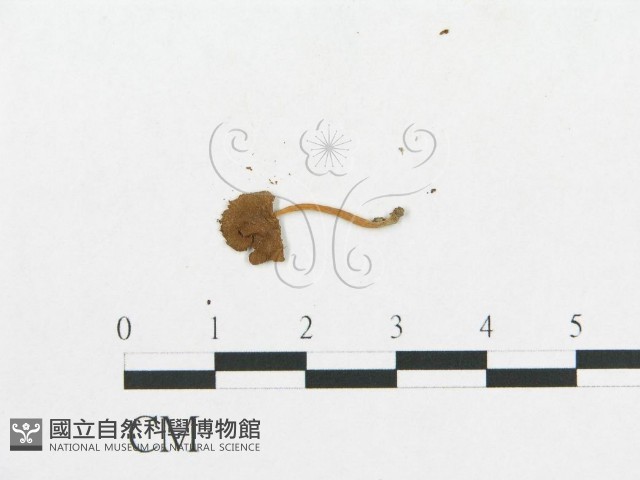 登錄號:F0005456藏品圖，第3張