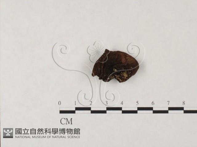 登錄號:F0009456藏品圖，第3張