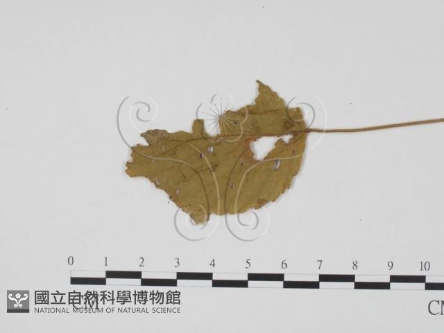 登錄號:F0019456藏品圖，第3張