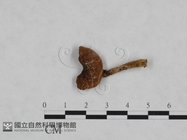 登錄號:F0023456藏品圖，第3張
