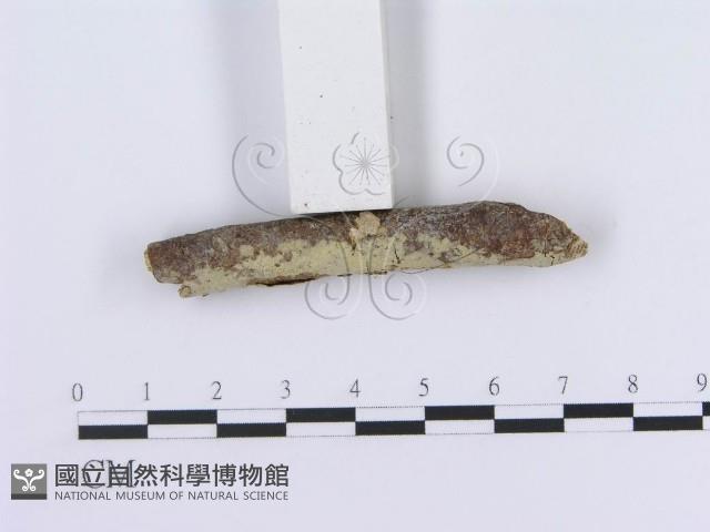 登錄號:F0013456藏品圖，第3張