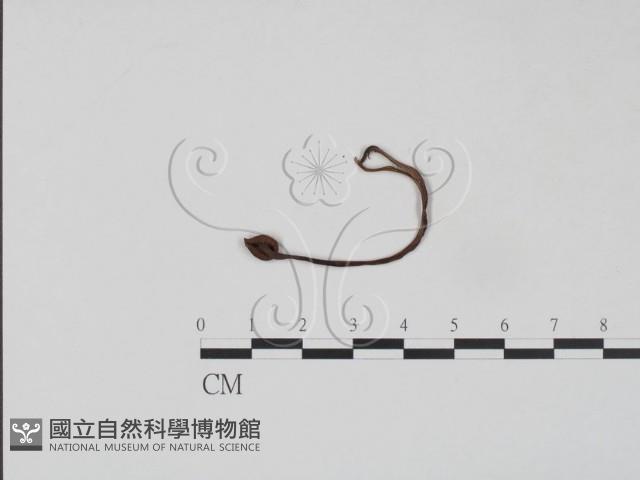 登錄號:F0020756藏品圖，第3張