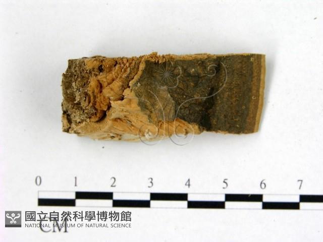 登錄號:F0006756藏品圖，第3張