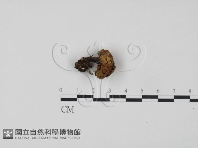 登錄號:F0001756藏品圖，第3張