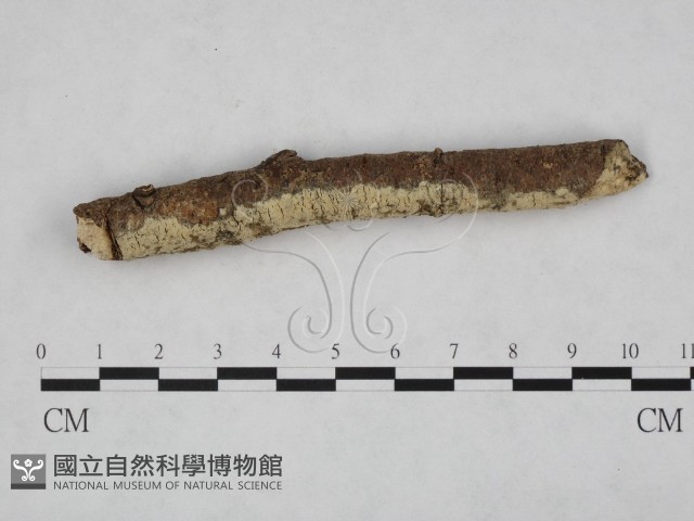 登錄號:F0024756藏品圖，第3張