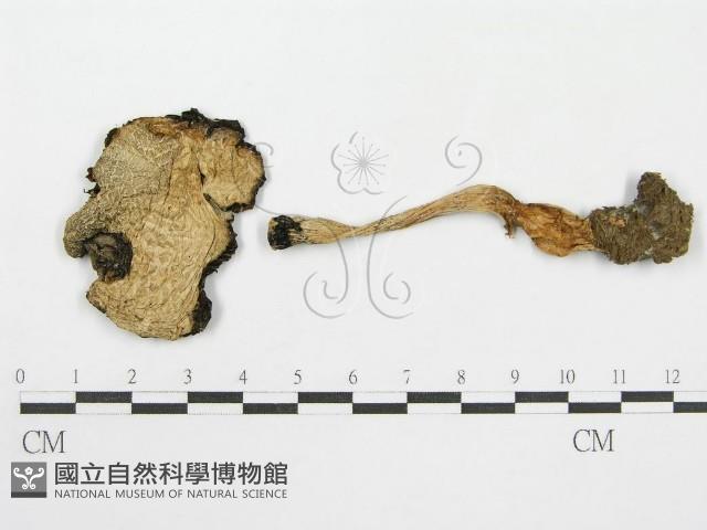 鬼傘屬藏品圖，第3張