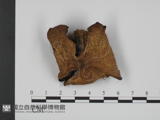 登錄號:F0012756藏品圖，第3張