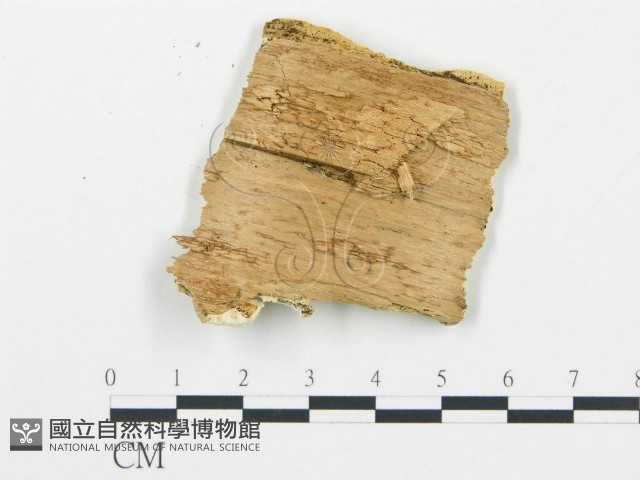 登錄號:F0005756藏品圖，第3張
