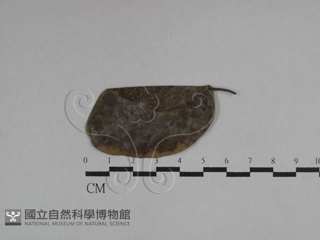 登錄號:F0029756藏品圖，第1張