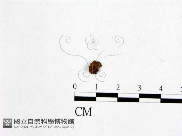 登錄號:F0009756藏品圖，第3張