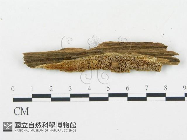登錄號:F0019756藏品圖，第1張