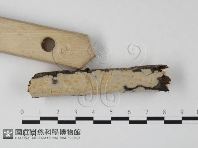 筍殼菌屬藏品圖，第3張