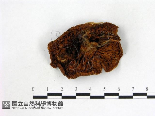 登錄號:F0003756藏品圖，第3張