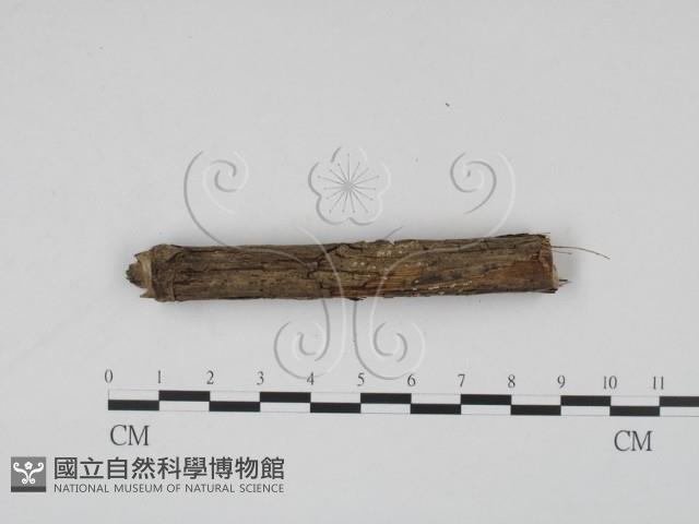 登錄號:F0000556藏品圖，第3張