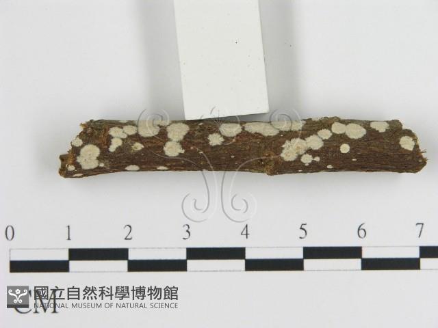 刺皮菌屬藏品圖，第3張