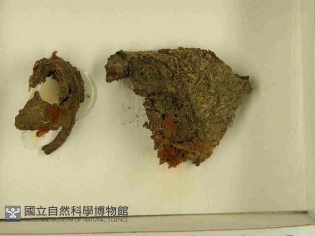 登錄號:F0021556藏品圖，第3張