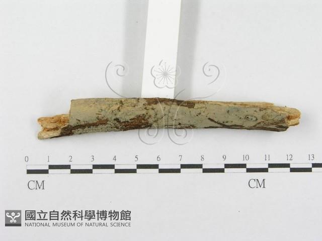 登錄號:F0001556藏品圖，第3張